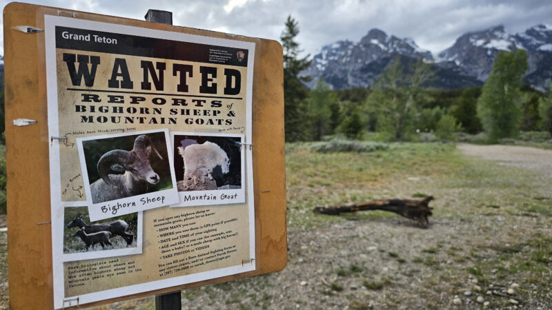 Mountain goats numbers in jeopardy